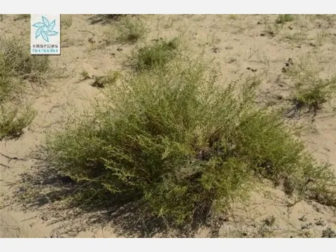 Artemisia ordosica