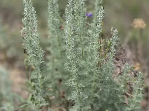 Roman wormwood