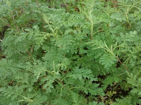 Santolina-leaved wormwood