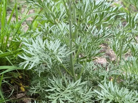 Sievers wormwood