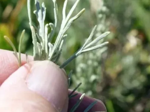 Three-tip sagebrush