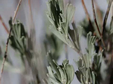 Big sagebrush
