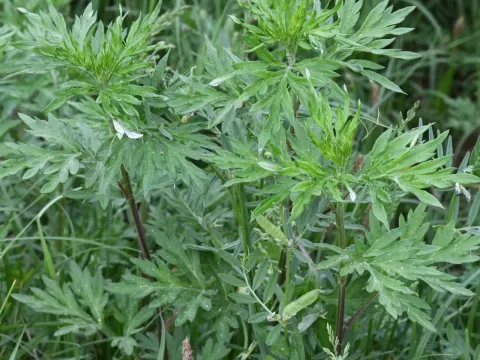 Verlot's mugwort