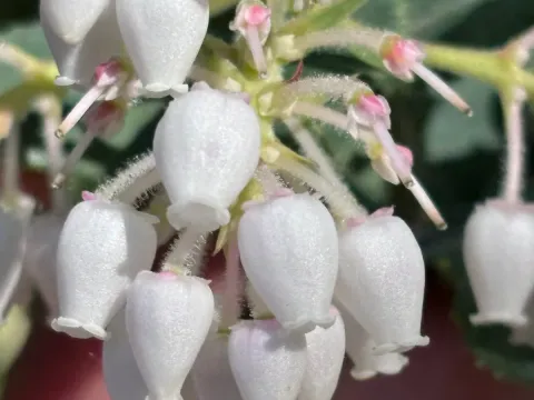 Anderson's manzanita