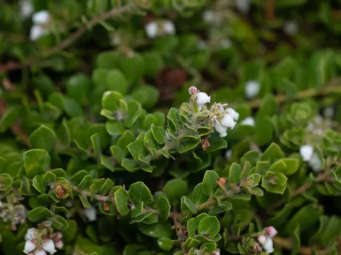 Little Sur manzanita