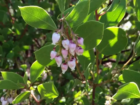 Bristly manzanita