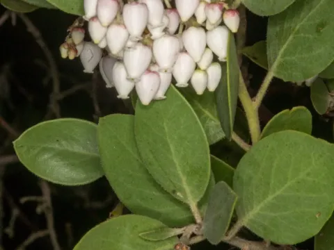 Manzanita