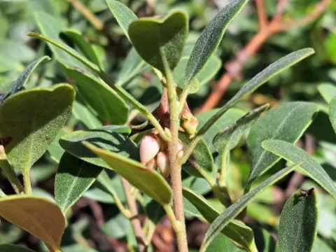 Bearberry hybrid