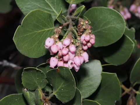 Greenleaf manzanita