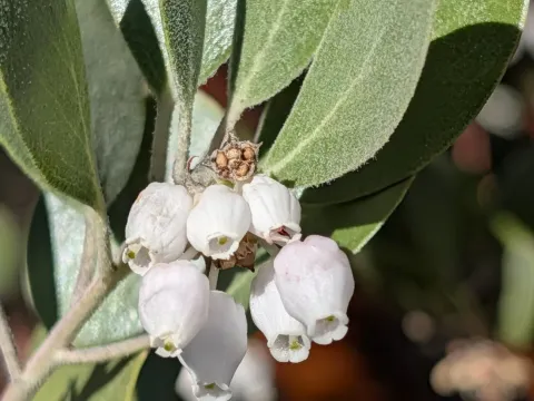 Arctostaphylos pungens