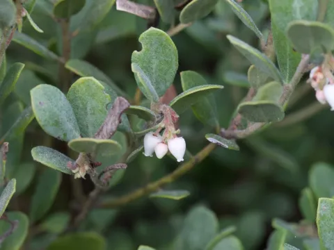 Sandmat manzanita
