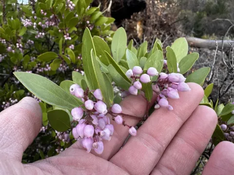 Stanford manzanita