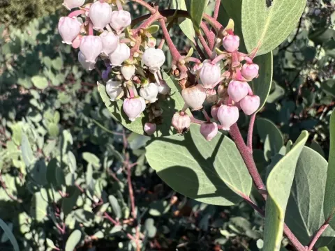 Sticky manzanita