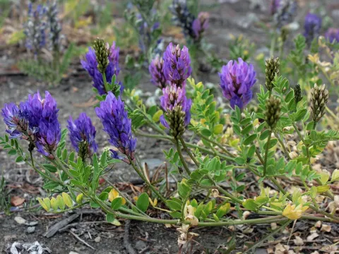 Astragalus adsurgens