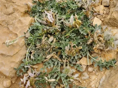 Amalekite milkvetch