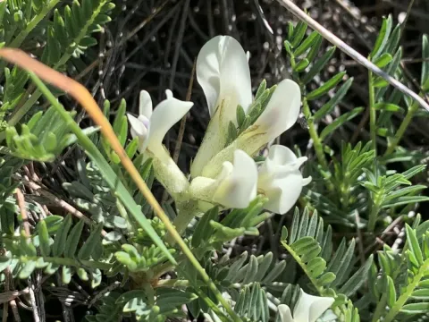 Narrow-leaved milkvetch