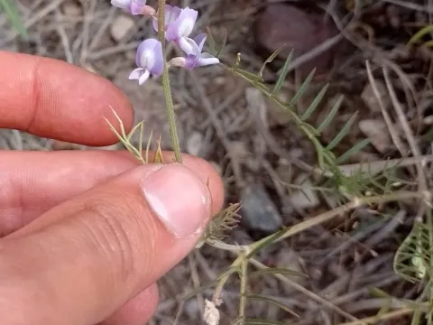 Berg's milkvetch
