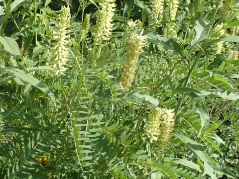 Canadian milkvetch