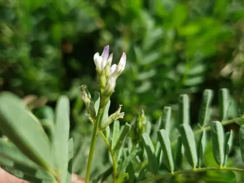 Astragalus crenatus