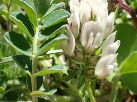 Depressed milkvetch
