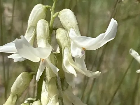 Drummond's milkvetch