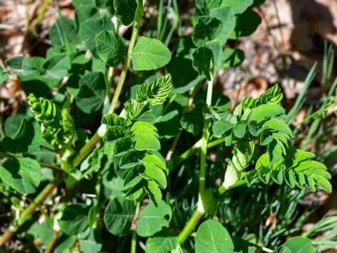 Sweet milk-vetch