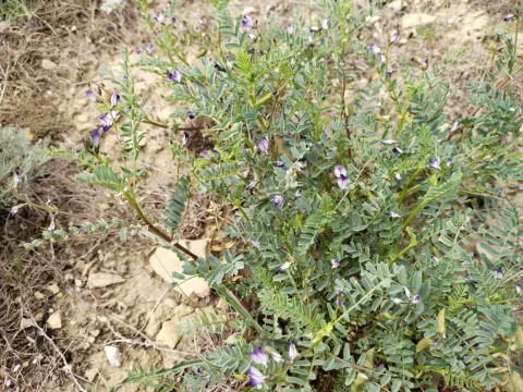 Spotted milkvetch
