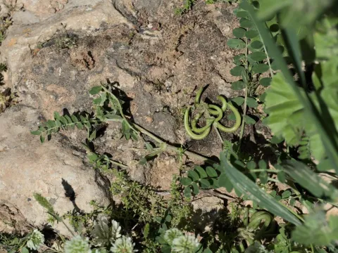 Hooked milkvetch