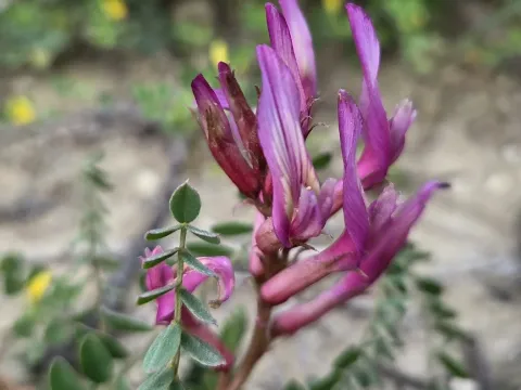 Astragalus monspessulanus
