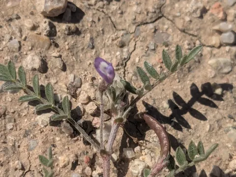 Nuttall's milkvetch