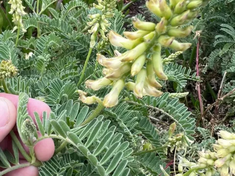 Nuttall's milkvetch