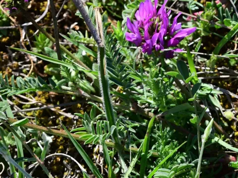 Milk vetch (sainfoin-like)