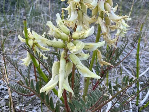 Stinking milkvetch