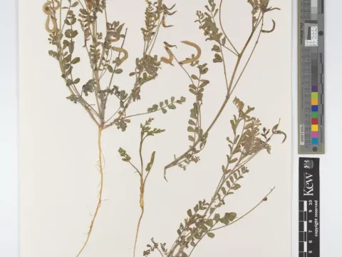 Astragalus trimestris