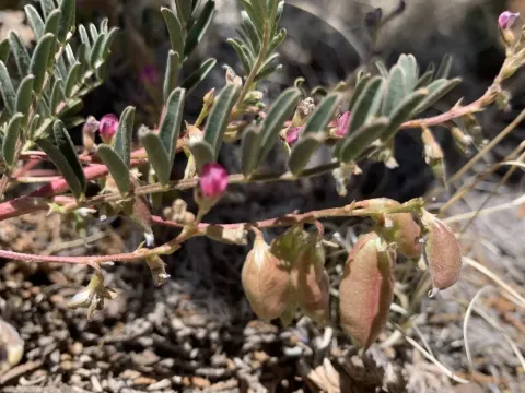Wooton's locoweed