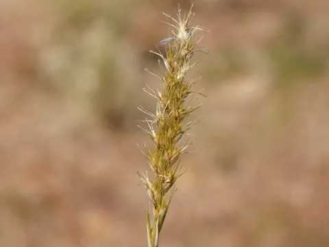 Astrebla squarrosa