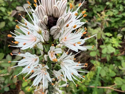 White asphodel