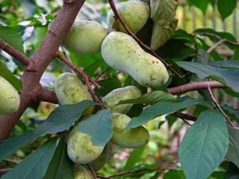 Asimina speciosus