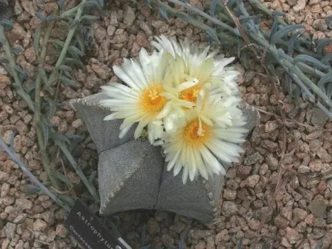 Astrophytum