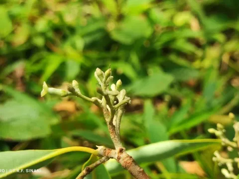 Aspidosperma parvifolium