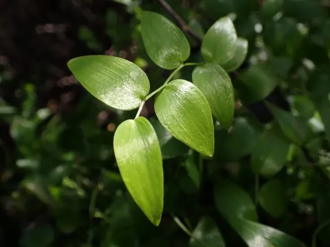 Asparagus asparagoides