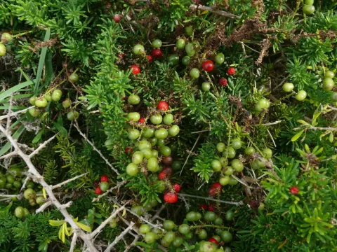 Asparagus densiflorus