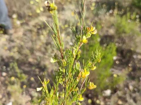 Rooibos