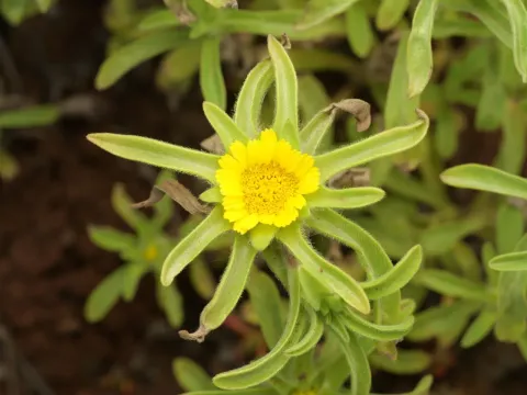 Asteriscus aquaticus