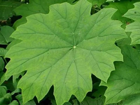 Astilboides tabularis