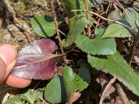 Blue wood aster