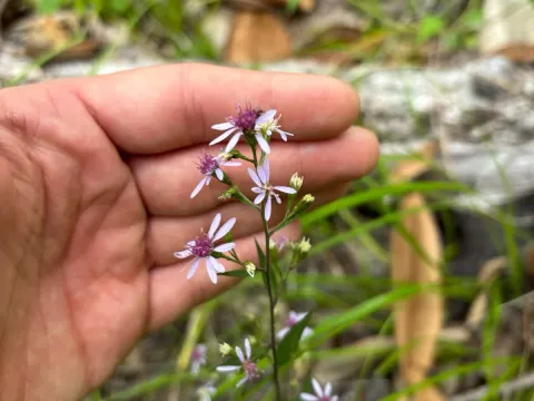 Calico aster