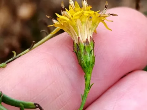 Goldilocks aster