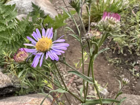 Western aster