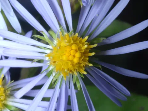 Swamp aster